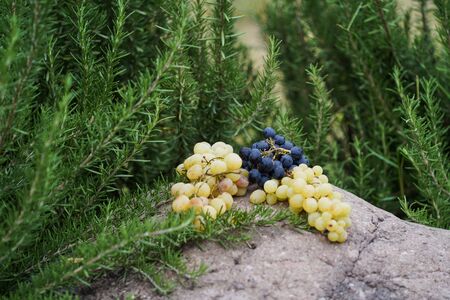 Wine making and winery concept, Fresh grape bunches for making wine, at vineyardの写真素材