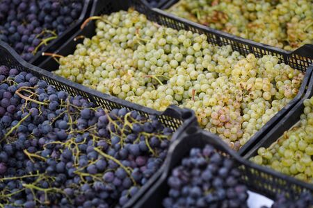 Wine making and winery concept, Fresh grape bunches for making wine, at vineyardの写真素材