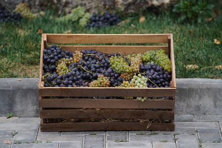 Wine making and winery concept, Fresh grape bunches for making wine, at vineyardの写真素材