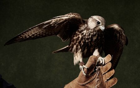 Red Tailed Hawk portrait on dark green background. A Coopers Hawk, close-up. Falcon bird predator