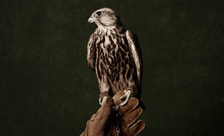 Falcon bird predator, close-up. Red Tailed Hawk portrait on dark green background with copy space.の写真素材