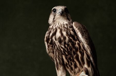 Falcon bird predator, close-up. Red Tailed Hawk portrait on dark green background with copy space.の写真素材