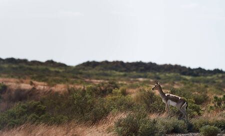 Springbok, sand gazelle (Gazella marica), Arabian Peninsula. Thomsons gazelle on savanna in National parkの写真素材