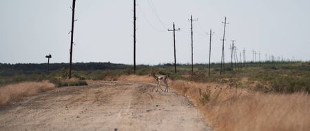 Springbok, sand gazelle (Gazella marica), Arabian Peninsula. Thomsons gazelle on savanna in National...