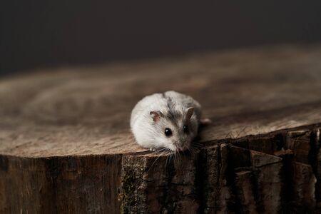 Small domestic hamster. Djungarian Dwarf hamster. Little pet hamster on a wood stump. Rodentの写真素材
