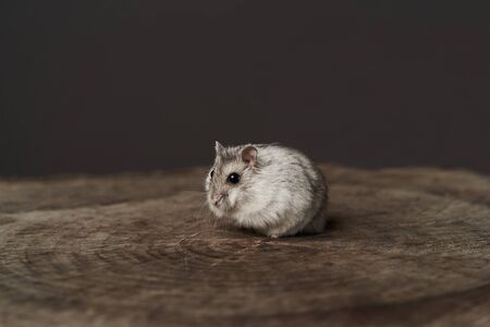 Small domestic hamster. Djungarian Dwarf hamster. Little pet hamster on a wood stump. Rodent
