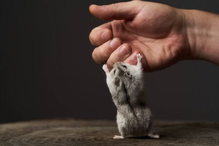 Small domestic hamster on hand. Djungarian Dwarf hamster. Play with little pet hamster on a wood stump. Rodentの写真素材