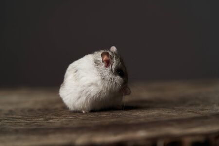 Little domestic hamster on hand. Djungarian Dwarf hamster. Play with pet small hamster on a wood...