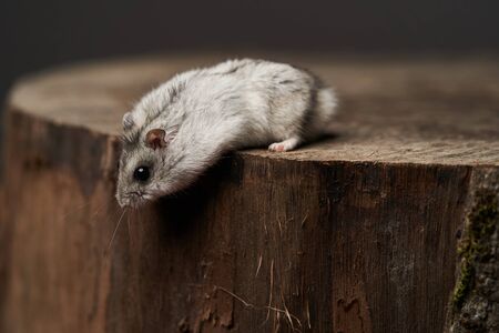 Little domestic hamster on hand. Djungarian Dwarf hamster. Play with pet small hamster on a wood stump. Rodentの写真素材