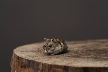 Little domestic hamster on grey background. Djungarian Dwarf hamster, close-up. Play with pet small...