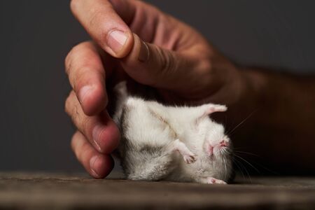 Little domestic hamster on hand. Djungarian Dwarf hamster. Play with pet small hamster on a wood stump. Rodentの写真素材