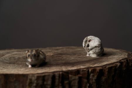 Little domestic hamster on grey background. Djungarian Dwarf hamster, close-up. Play with pet small hamster on a wood stump. Rodentの写真素材