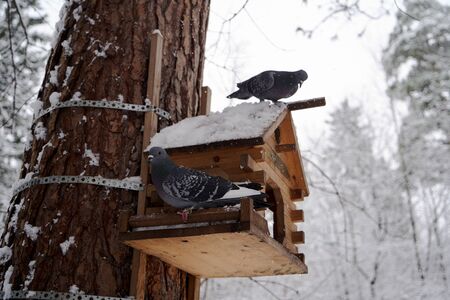 Wild doves in a winter forest. Feral pigeon (Columba livia domestica) perching on a birdhouse. Rock Pigeon in a snowy forest, close-upの写真素材