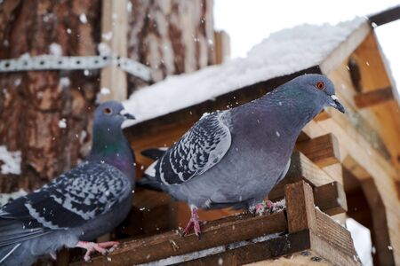 Wild doves in a winter forest. Feral pigeon (Columba livia domestica) perching on a birdhouse. Rock Pigeon in a snowy forest, close-upの写真素材