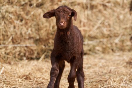 Cute little lamb playing outdoors. Newborn baby lamb animal on farmの写真素材