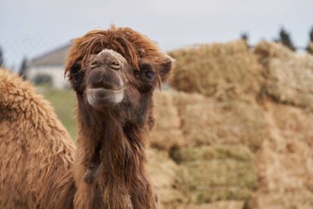 Bactrian camel family.の写真素材