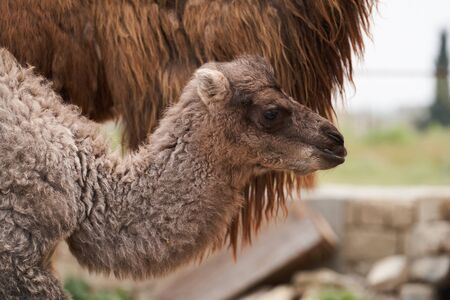 Bactrian camel family. Camel and camel colt on farm, outdoors. Newborn cute coltの写真素材
