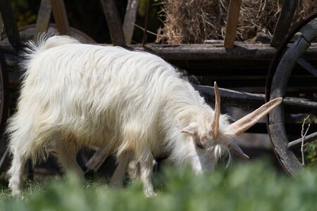 Farm animal goat. Goat livestock on farm on sunny day with blue skyの写真素材