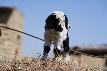 Farm animal goat. Goat livestock on farm on sunny day with blue skyの写真素材