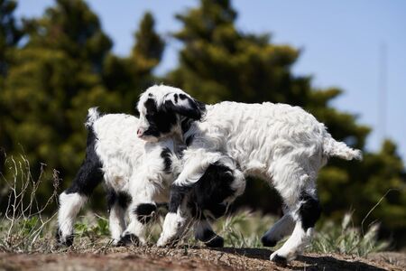 Farm animal goat. Goat livestock on farm on sunny day with blue sky