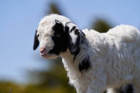 Farm animal goat. Goat livestock on farm on sunny day with blue sky 
