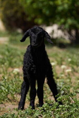Farm animals, cute little lambs. Livestock, sheep on green meadow, on farm, outdoorsの写真素材