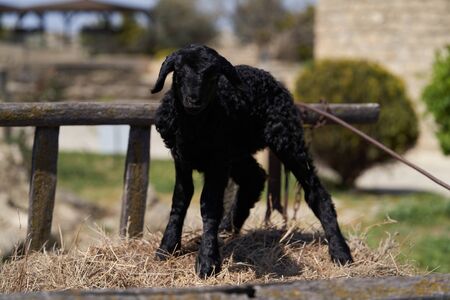 Farm animals, cute little lambs. Livestock, sheep on green meadow, on farm, outdoors