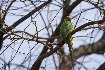 Green parrot bird on tree branch. Rose-ringed Parakeet, Psittacula krameri. Ring-necked Parakeet,...