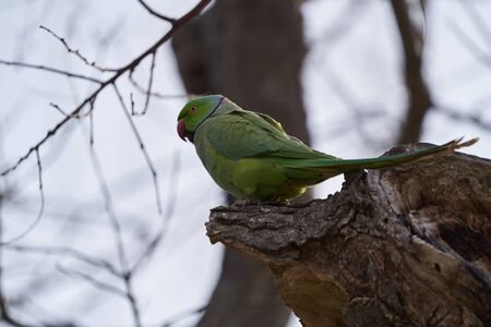 Green parrot bird on tree branch. Rose-ringed Parakeet, Psittacula krameri. Ring-necked Parakeet,...