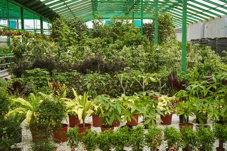 Abstract floral background. Beautiful colorful flowers in a flower shop. Potted house plants, close-up. Farming and Gardening concept. Exotic flowers, tropical plants and trees grow in greenhouseの写真素材