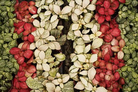 Abstract floral background. Beautiful colorful flowers in a flower shop. Potted house plants,...