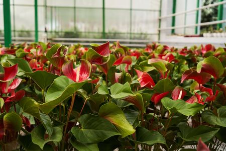 Abstract floral background. Beautiful colorful flowers in a flower shop. Potted house plants, close-up. Farming and Gardening concept. Exotic flowers, tropical plants and trees grow in greenhouseの写真素材