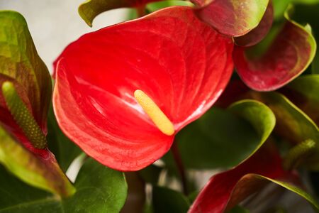 Abstract floral background. Beautiful colorful flowers in a flower shop. Potted house plants,...