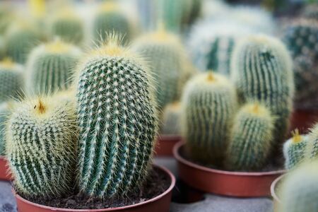 Exotic succulent flowers in a flower shop. Potted house plants, close-up. Farming and Gardening concept. Colorful cactus flowers grow in greenhouseの写真素材