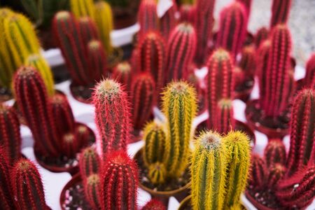 Exotic succulent flowers in a flower shop. Potted house plants, close-up. Farming and Gardening concept. Colorful cactus flowers grow in greenhouseの写真素材