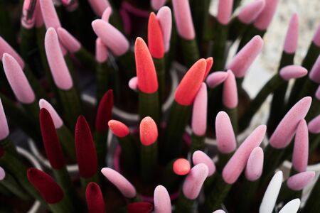 Exotic succulent flowers in a flower shop. Potted house plants, close-up. Farming and Gardening...