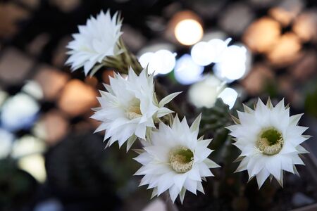Cactus with beautiful white flowers. Flowering cactus in flower pot, houseplant succulentの写真素材