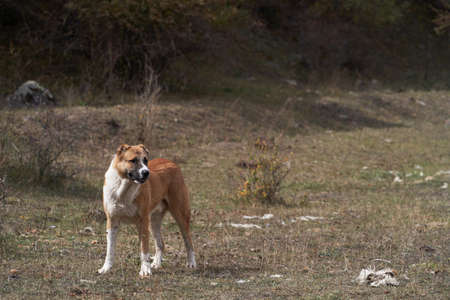 Caucasian shepherd dog. Anatolian Shepherd Dog, outdoors