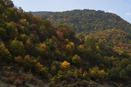 Autumn forest trees with colorful leaves. Autumn season nature