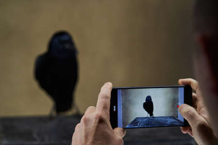 Taking photo of Rook bird with glossy black plumage. Corvus photography on smartphone . Carrion...