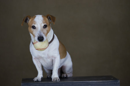 Jack Russell Terrier dog. Portrait of Jack Russell Terrier on brown background