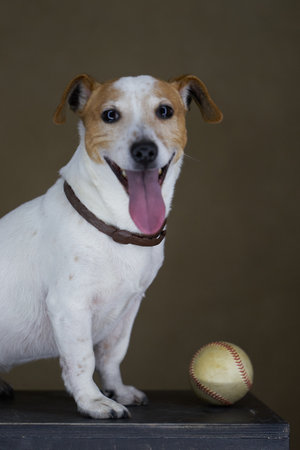 Jack Russell Terrier dog with baseball ball. Portrait of Jack Russell Terrier on brown backgroundの写真素材
