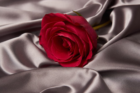 Pink rose on gray silk background with copy space. Beautiful red rose flower. Valentines day flowerの写真素材
