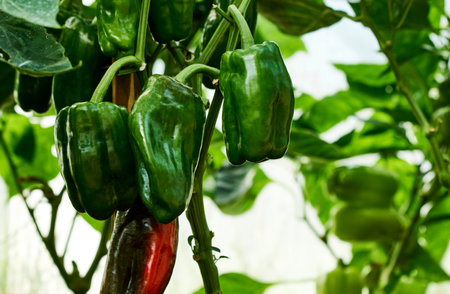 Bell pepper growing in greenhouse. Sweet pepper plant in the garden. Greenhouse with paprika vegetable, close-upの写真素材