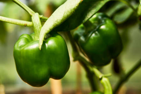 Bell pepper growing in greenhouse. Sweet pepper plant in the garden. Greenhouse with paprika vegetable, close-upの写真素材
