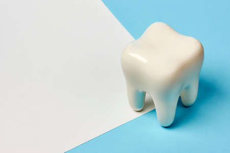 White tooth model on blue background with copy space. Dental health and oral hygiene conceptの写真素材