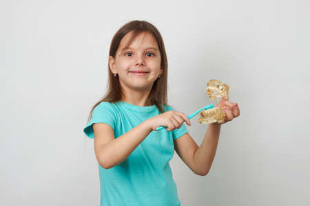 Child girl brushing teeth, white background with copy space. Portrait of a cute girl with toothbrush and tooth model. Dental health and healthcare conceptの写真素材