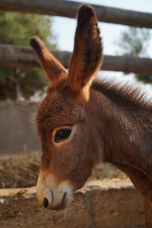 Funny donkey standing in the stall behind the fence outside, close-up
