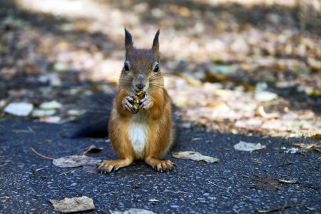 Red squirrel eats nuts. Squirrel in park forestの写真素材