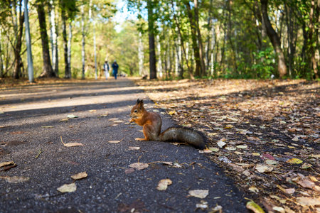 Red squirrel eats nuts. Squirrel in park forestの写真素材